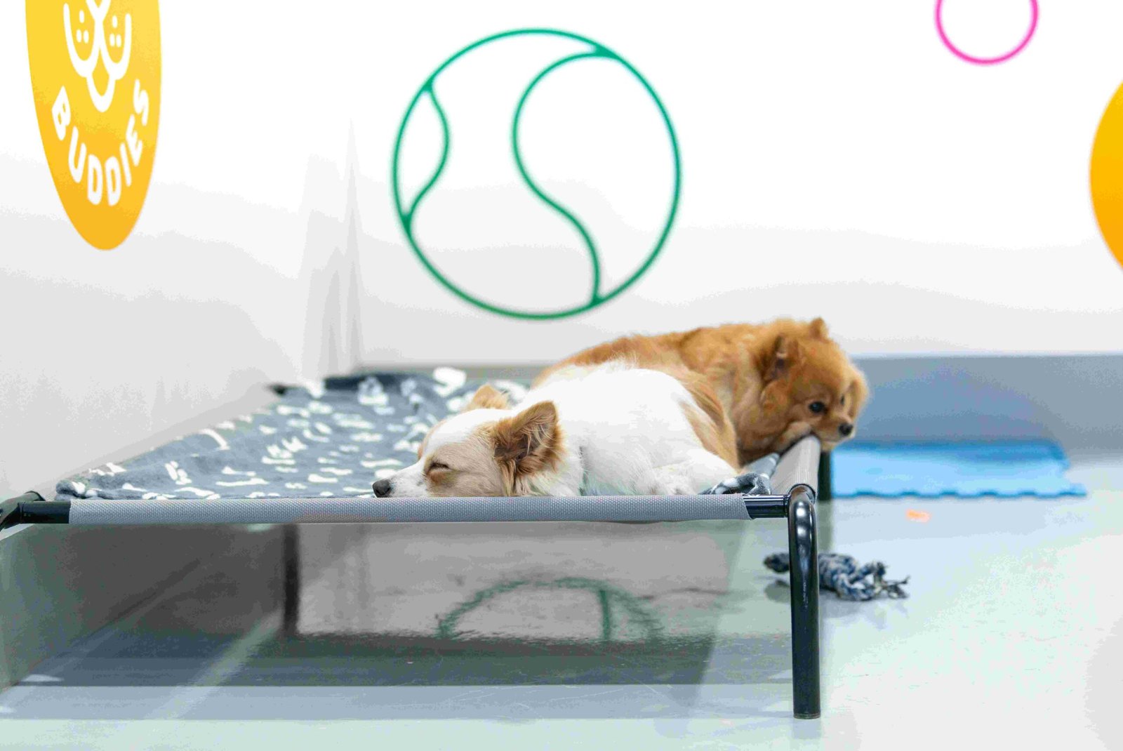 Dogs resting comfortably inside Happy Buddies