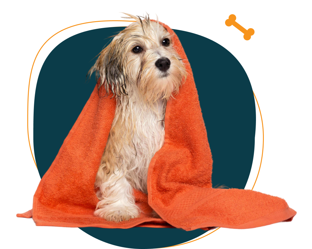 Dog grooming at Happy Buddies Dubai