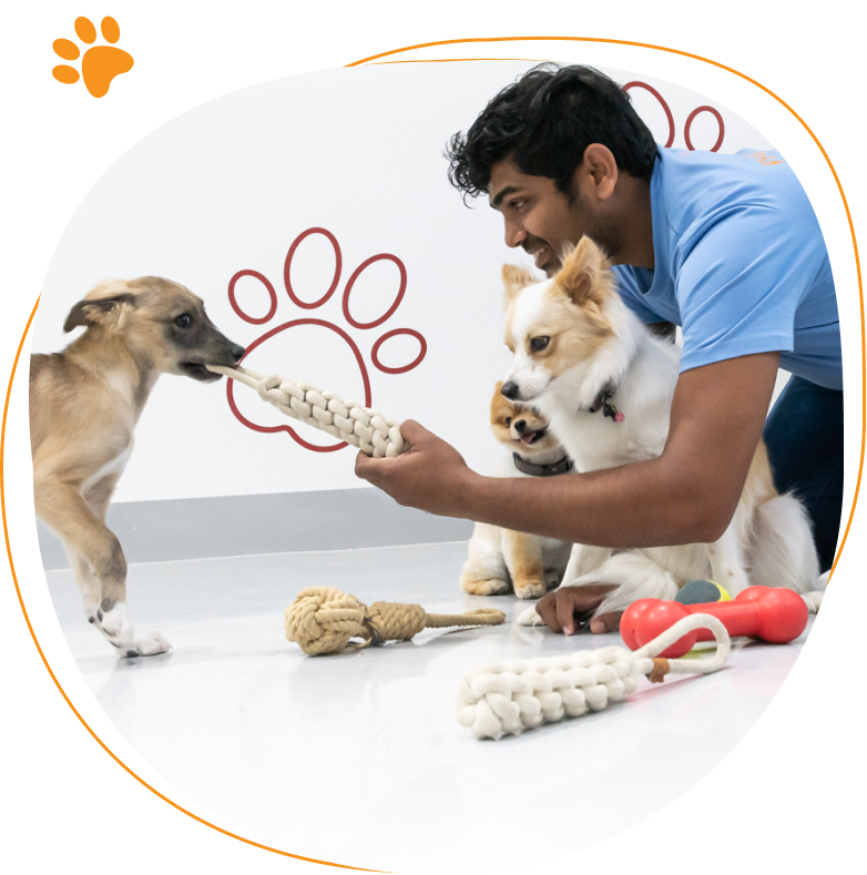 Dog daycare at Happy Buddies Dubai